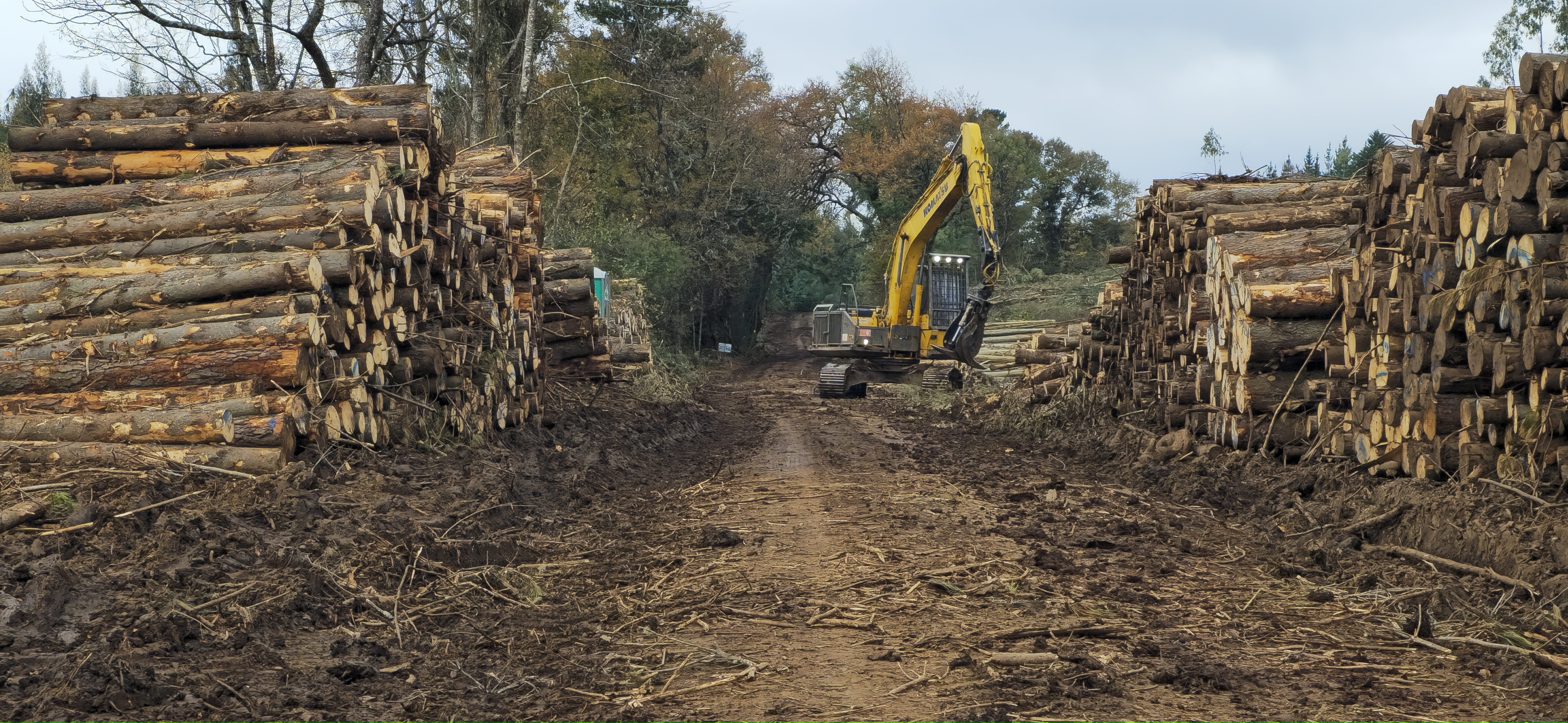 Clasificado de cosecha